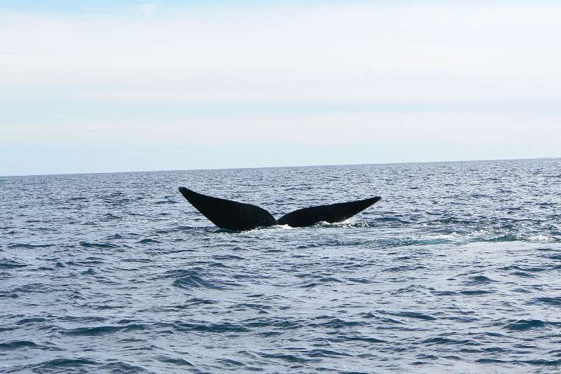 17 Balena Franca Austral